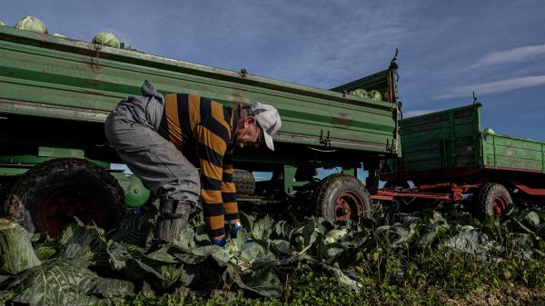 FOTO in VIDEO: Kako zelje iz lokalnih njiv pride v šole in vrtce?