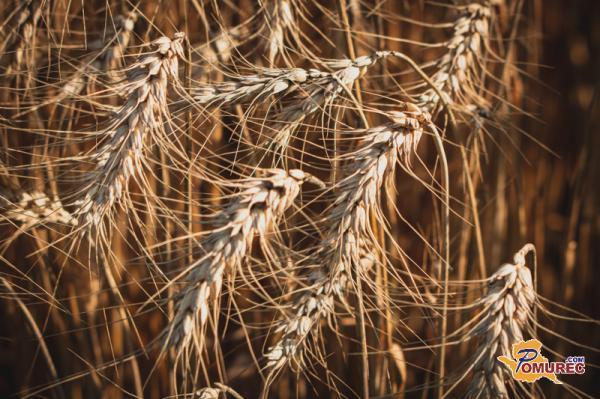 Povprečne cene žit pri pridelovalcih nižje za polovico