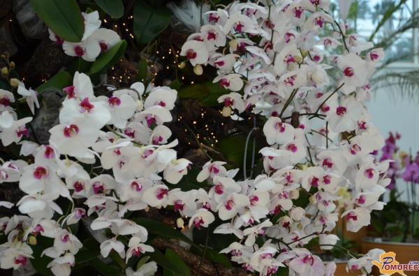 Orhideje iz Prekmurja bodo ponovno krasile oltar v Vatikanu