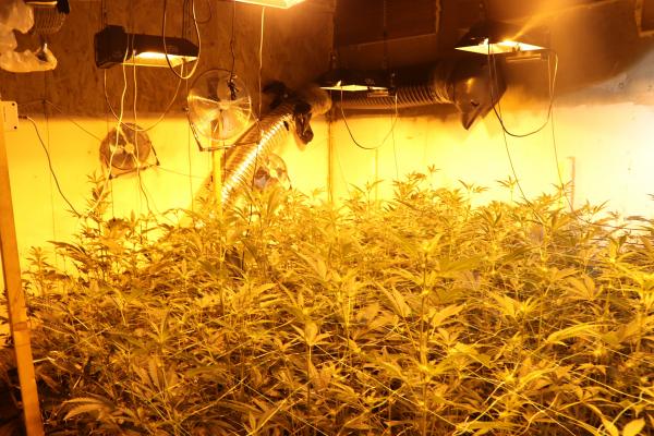 Policisti zasegli 900 rastlin prepovedane droge