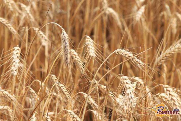 Ministrica Čalušić je napovedala finančno pomoč pridelovalcem pšenice