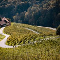 FOTO in VIDEO: Srce med vinogradi - vinogradniška kmetija Dreisiebner navdušuje z vinom in turizmom