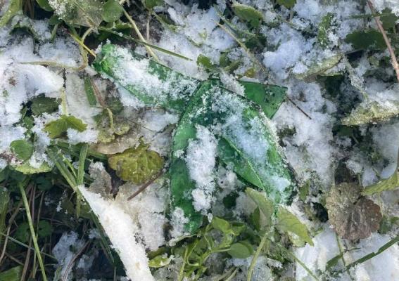 Previdno! Na tem priljubljenem sankališču je raztreseno steklo