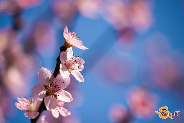 Zakaj je mesec marec izgubil prvo mesto v koledarju? To razkriva zgodovina