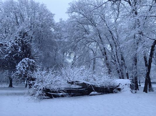 V Murski Soboti nevarnost podiranja dreves in lomljenja vej