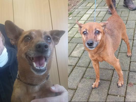 V boksu ga je strah: 10-letni Jacky nujno potrebuje dom