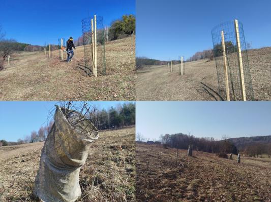 FOTO: Na Goričkem čistili travnike in zaščitili sadike