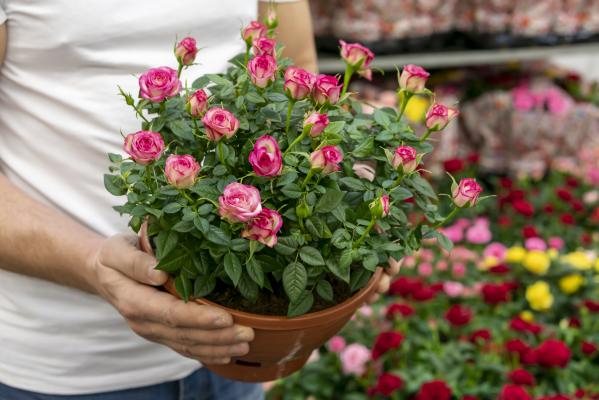 Preprost vrtnarski trik za dolgotrajno cvetenje vrtnic