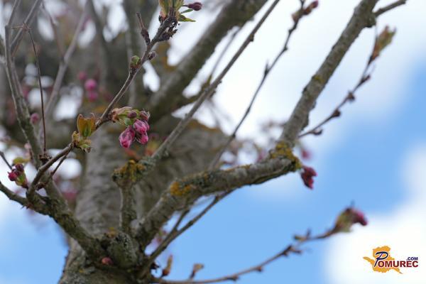 VIDEO: Cvetoče sakure bodo povezale kulturo in skupnost v Murski Soboti