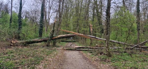 Regijski center za obveščanje Murska Sobota v soboto v okviru sanacije po neurjih zabeležil 36 dogodkov