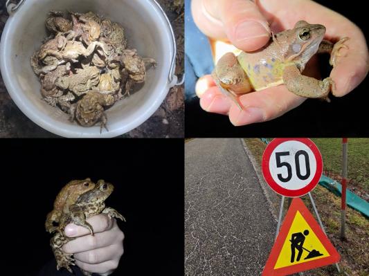 FOTO: Na Goričkem vsako noč rešujejo na tisoče žabic