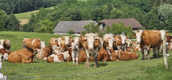 Na Goričkem vse manj živine, vse več vprašanj: Konferenca odpira ključne izzive kmetijstva v regiji