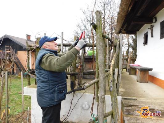 FOTO: V Filovcih skrbno negujejo staro sorto vinske trte lipovina