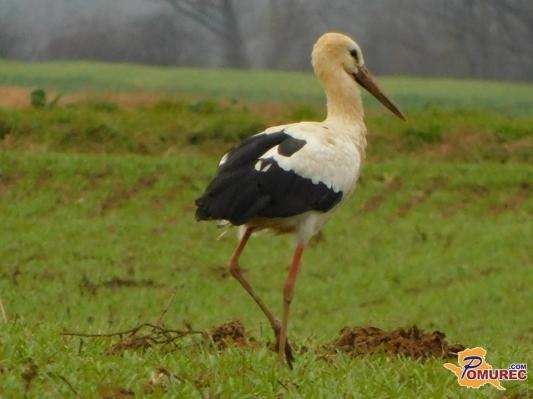 Štorklje se vračajo v Pomurje, a podatki razkrivajo novo realnost