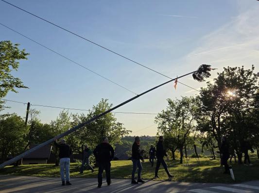 Po Pomurju padajo drevesa: Preverite, kje mlaji že krasijo vasi