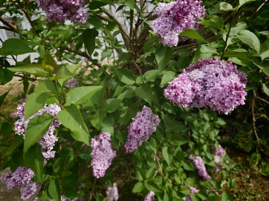 Zjutraj krepko pod ničlo, dnevi pa vse toplejši