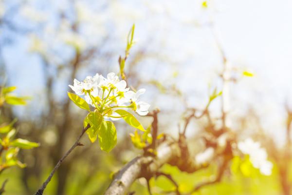 Sonce in nekaj oblakov, zvečer možne plohe