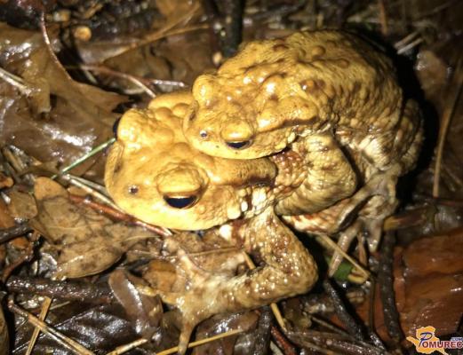 Zadnji žabji voz je odpeljal, za seboj pa pustil zaskrbljujoče podatke