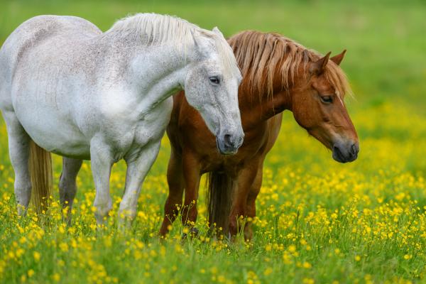 Med konji se širi zelo nalezljiva bolezen, veterinarji izdali opozorilo