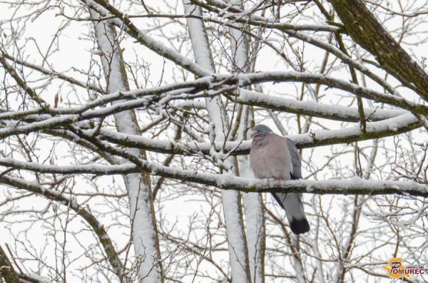 Danes skoraj poletje, pred petimi leti pa v Pomurju sneg