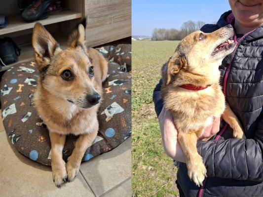 FOTO: Kuža Kaj znova čaka na novo priložnost, mu jo boste dali?