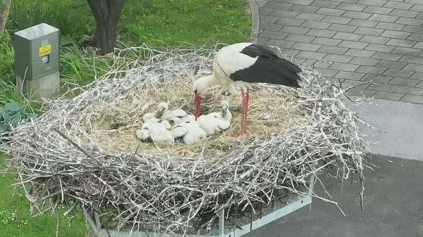 FOTO in VIDEO: V tem pomurskem kraju letos iz gnezda kukajo kar štiri male štorklje