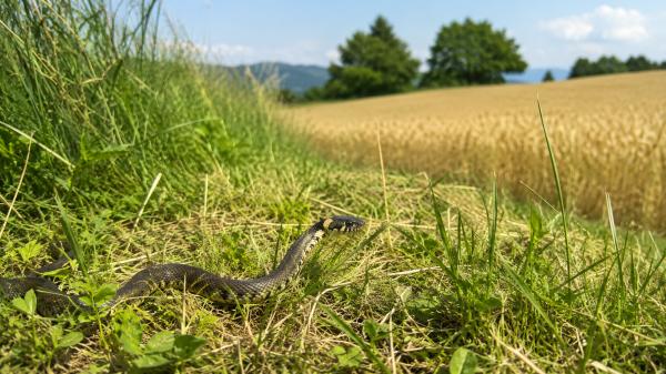 Na ta julijski dan so ljudje opazovali kače, razlog vas bo presenetil