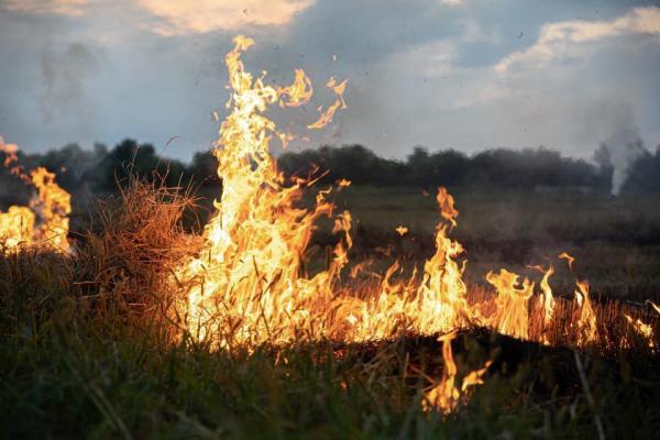 V Pomurju zagorela trava, posredovali so gasilci