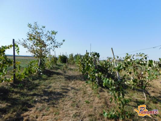 FOTO: V 200-letnem vinogradu opravili trgatev, toliko grozdja so nabrali