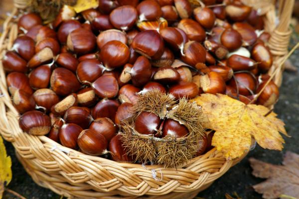 Kam po kostanje v Pomurju? Nadzornik razkriva, kje jih je najbolje iskati